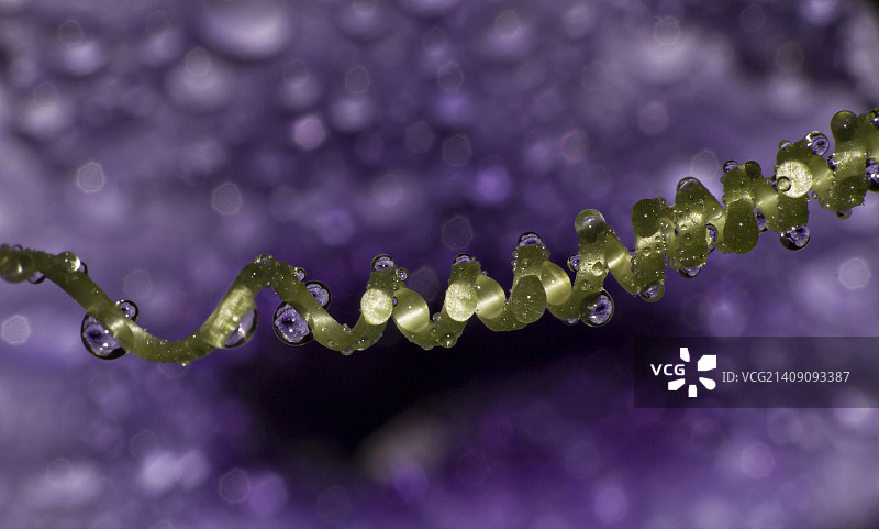紫色雨图片素材