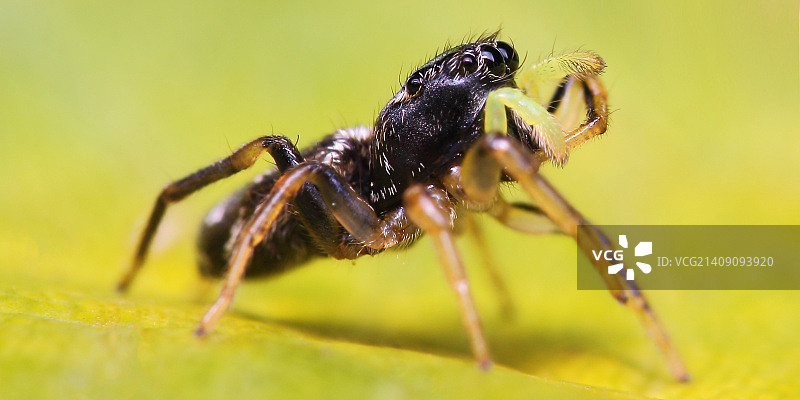绿叶上的跳蛛图片素材