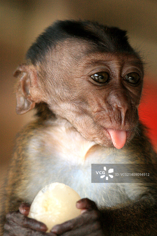 长尾猕猴宝宝图片素材