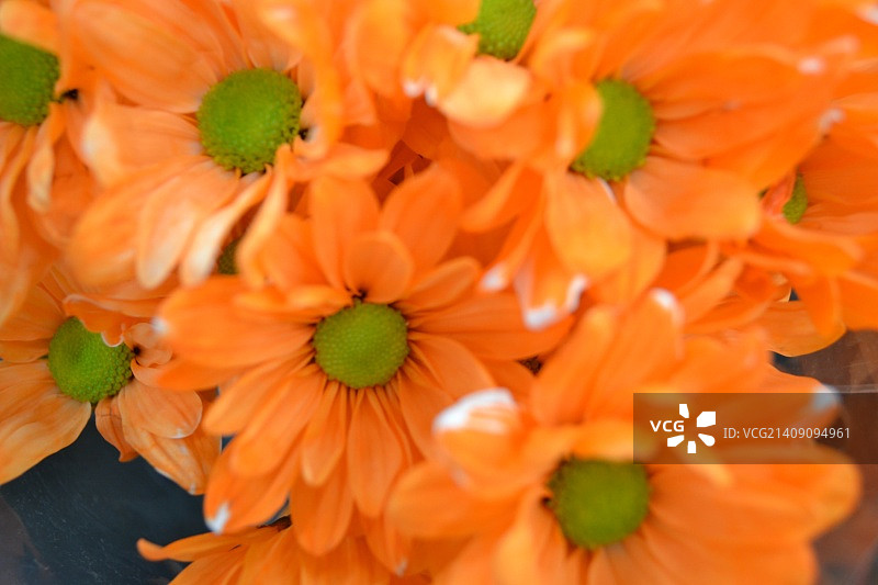 沃尔玛花卉图片素材