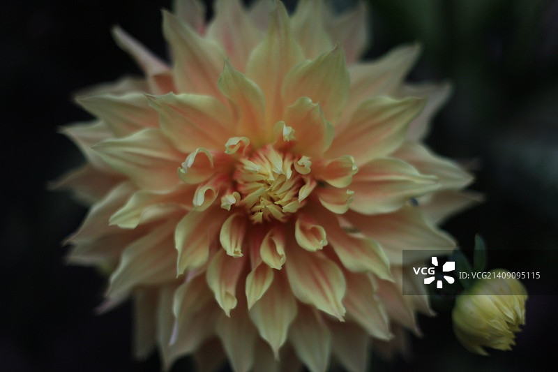 黄色唐菖蒲图片素材