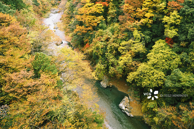 日本东京奥多摩的溪流与秋叶图片素材