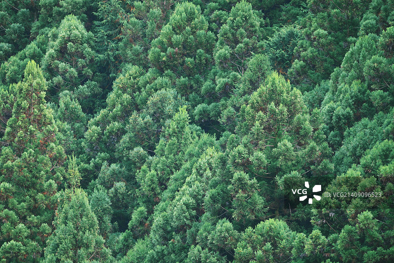 日本东京奥多摩的日本雪松图片素材