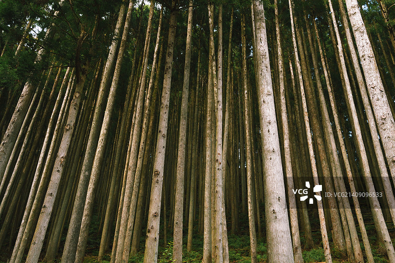 日本东京奥多摩的日本雪松图片素材