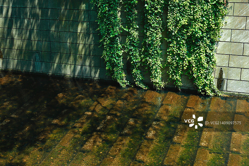 日本东京目黑川的新鲜绿色图片素材