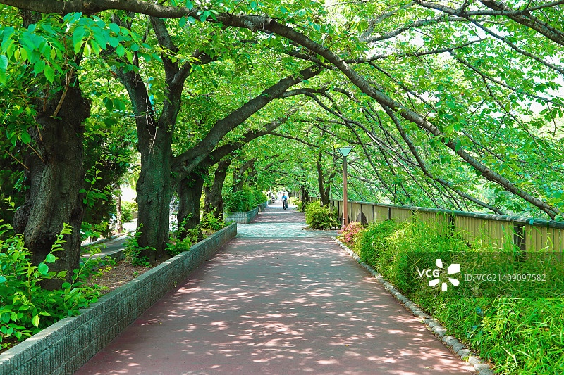 日本东京目黑川的新鲜绿色图片素材