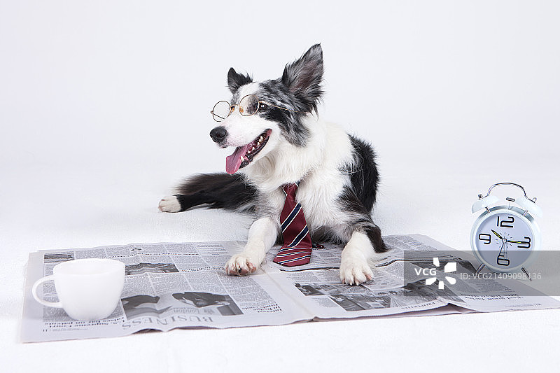 动物伴侣和我图片素材