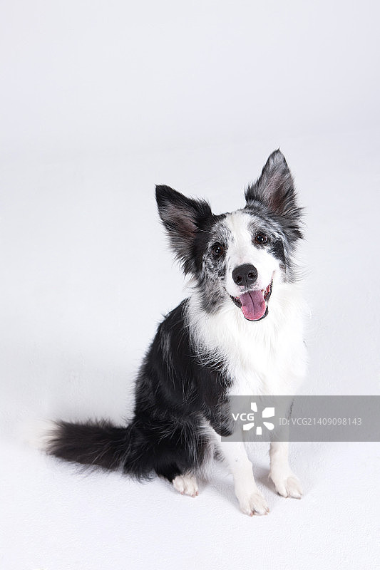 动物伴侣和我图片素材