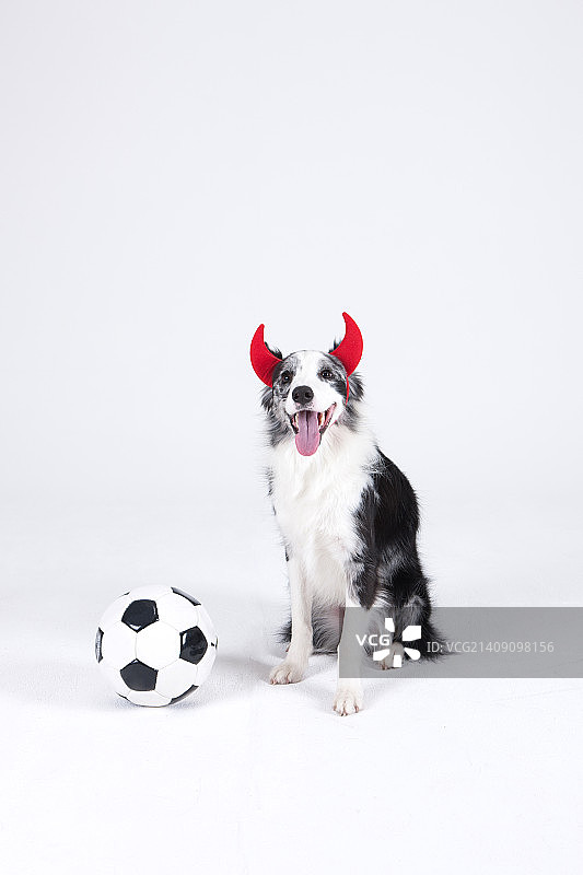 动物伴侣和我图片素材