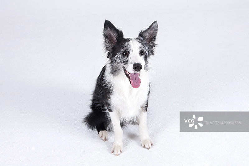 动物伴侣和我图片素材