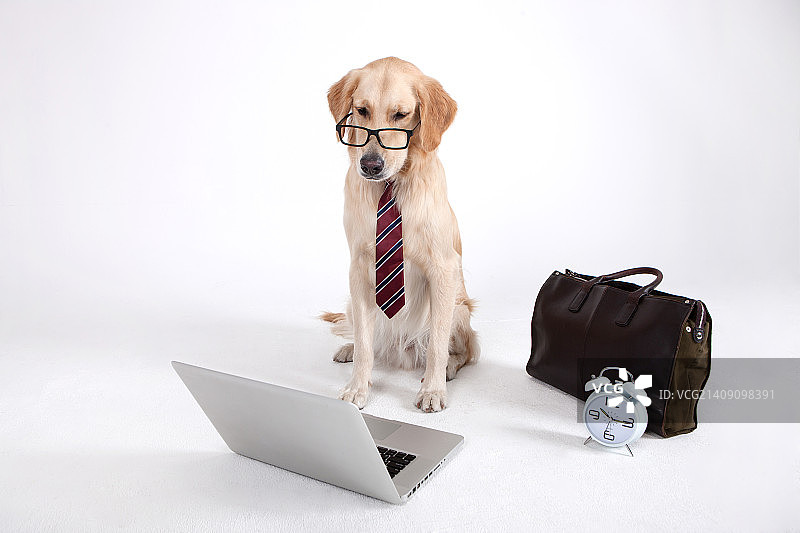 动物伴侣和我图片素材