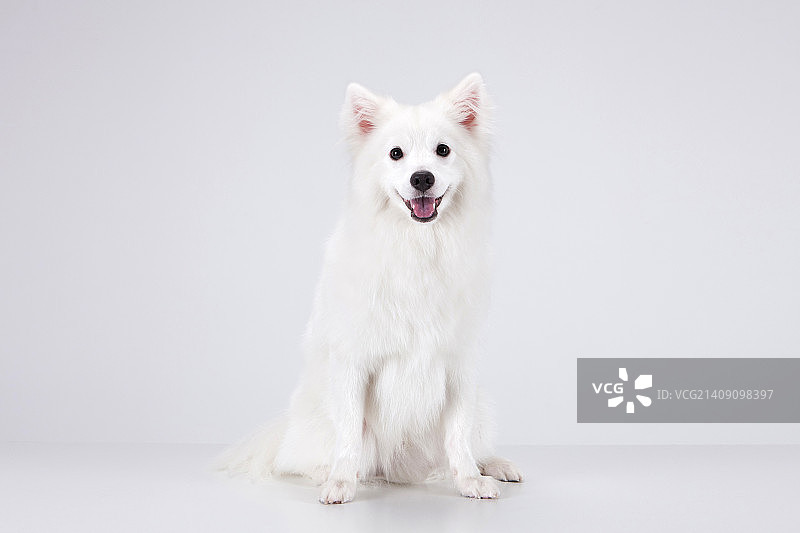 动物伴侣和我图片素材