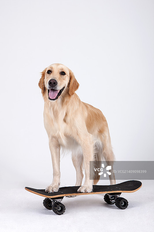 动物伴侣和我图片素材