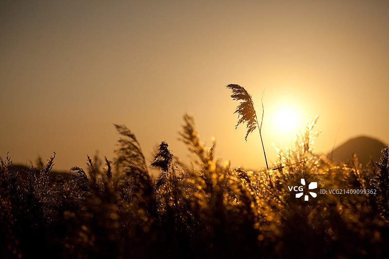普通芦苇图片素材