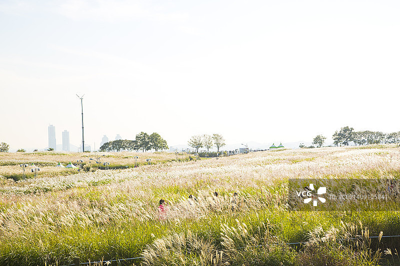 秋天的草地图片素材
