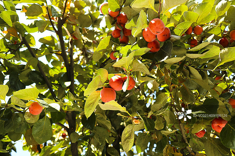 秋季风光图片素材