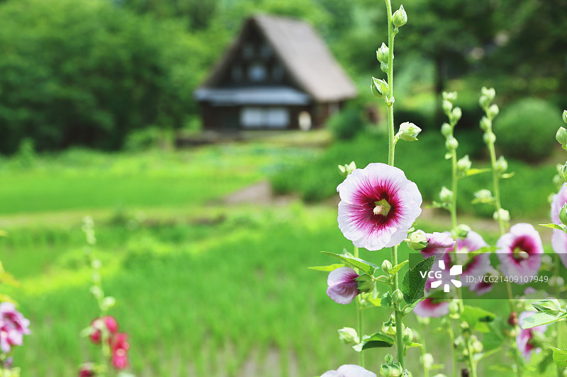富山县五箇山的传统日式村落图片素材