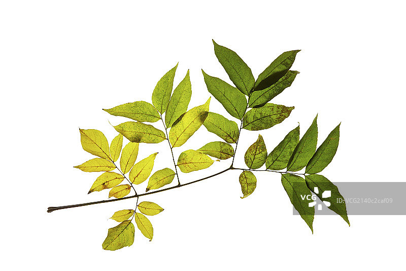 一枝树叶图片素材