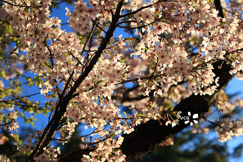 台湾阿里山自然风光图片素材