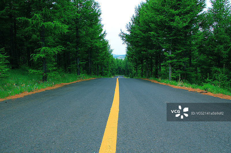 柏油路穿过松树林图片素材