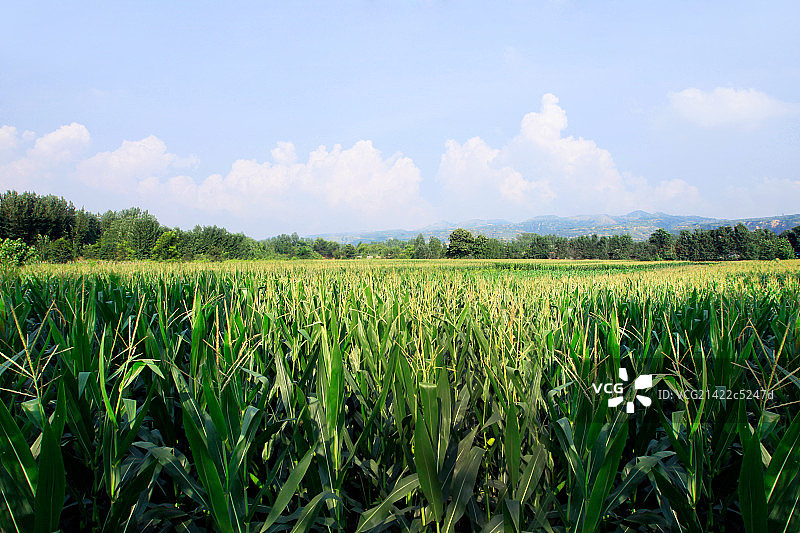 河南长势良好的玉米图片素材