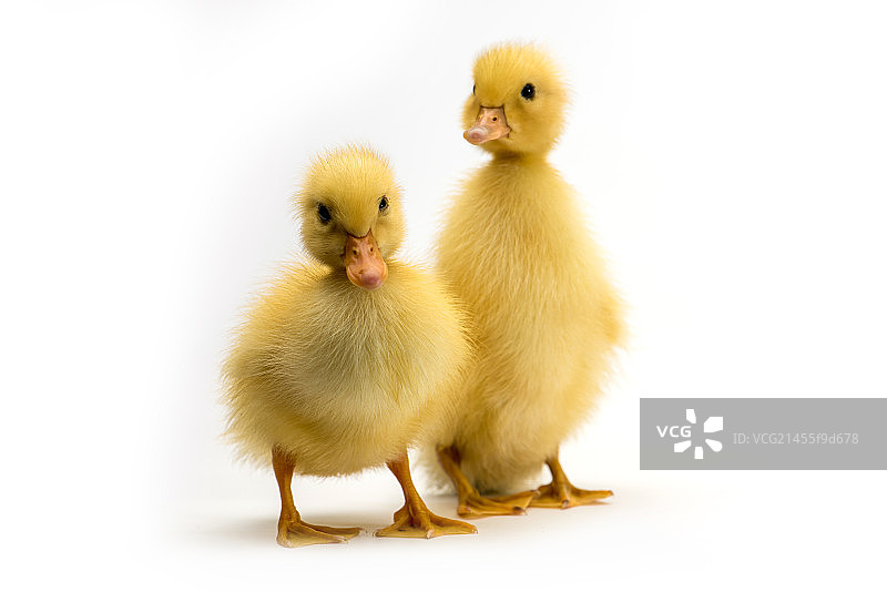 可爱的小鸭子图片素材