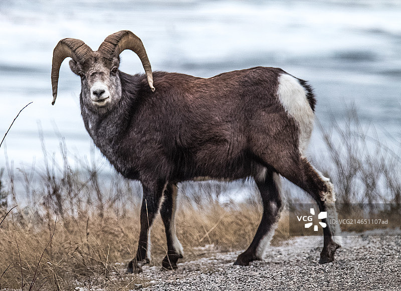 大角羊图片素材