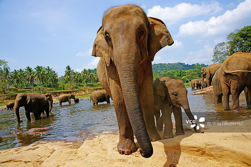 indian elephants, Srilanka图片素材