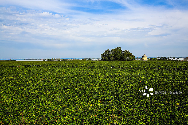 Vineyard of Chateau Latour, Bordeaux, France图片素材