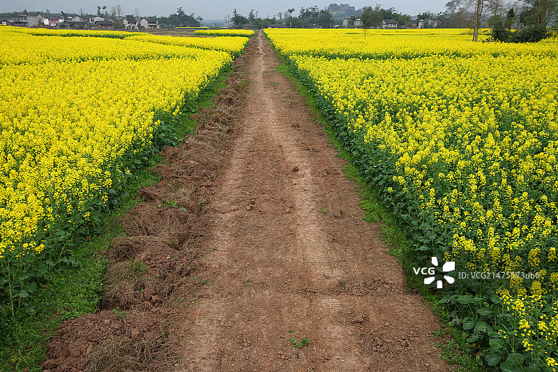 重庆潼南油菜花田图片素材