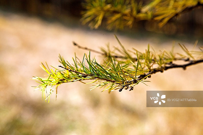 中国北方秋天正在变黄的松树针叶的特写图片素材