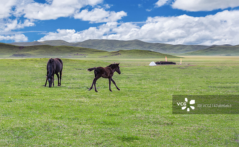 河曲马图片素材