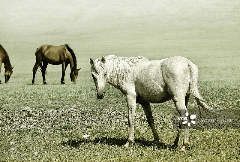 草原上的白马王子图片素材