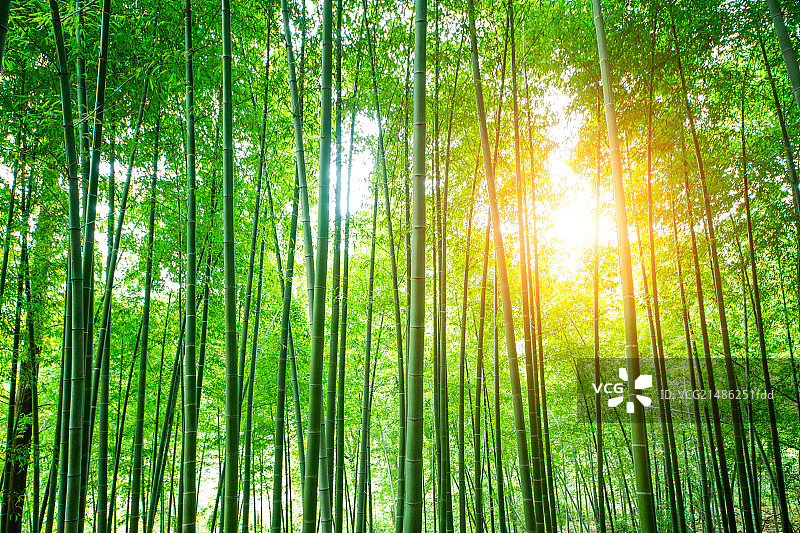 竹林风光图片素材