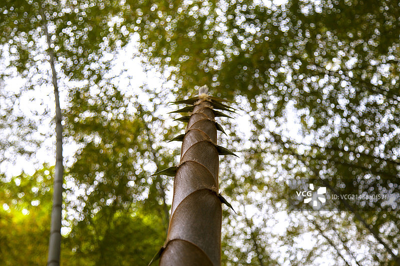 中国南方的竹笋图片素材