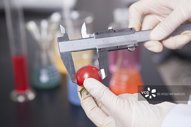 手用卡尺测量西红柿图片素材