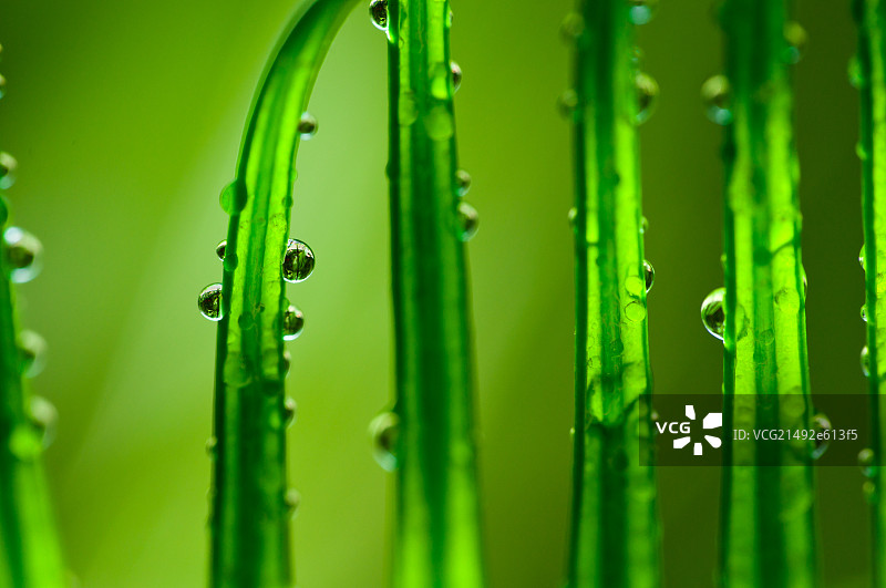 嫩叶上的露珠图片素材