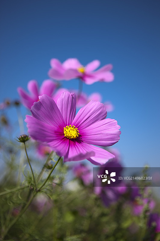 波斯菊,花,彰化,台湾,亚洲,图片素材