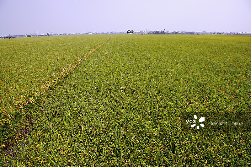 台湾,云林,斗南镇,稻田,农田,图片素材