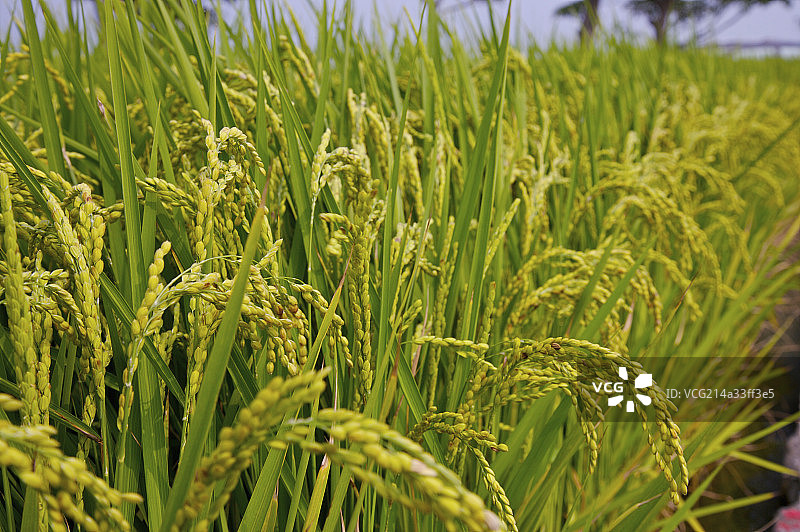 台湾,云林,斗南镇,稻田,农田,图片素材