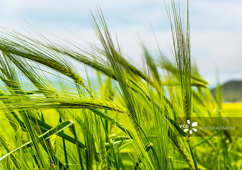 青海门源县青稞图片素材