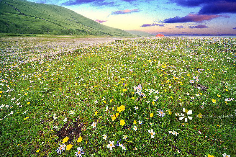 开满鲜花的草原风光图片素材
