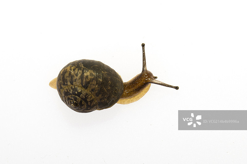 小蜗牛在活动中图片素材