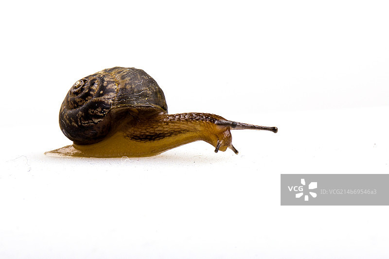 小蜗牛在活动中图片素材
