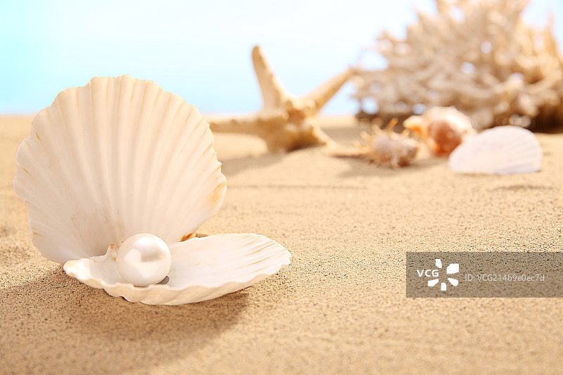 沙滩贝壳图片素材