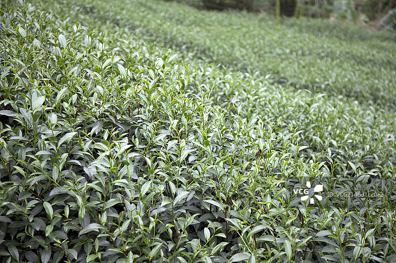 茶叶,茶园图片素材