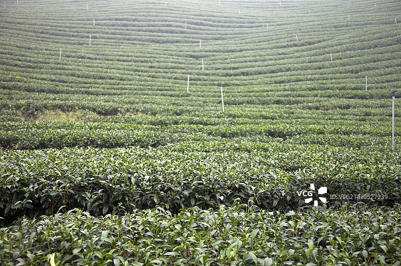 茶叶,茶园图片素材