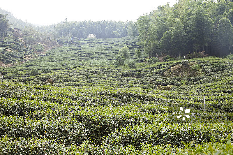 茶叶,茶园图片素材