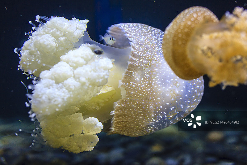 深海中的水母图片素材