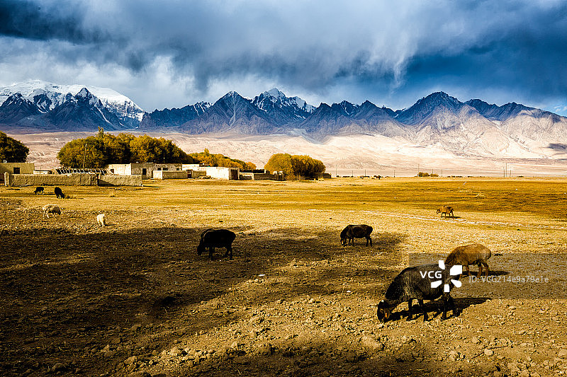 山下的羊群图片素材